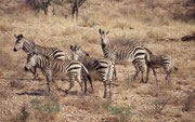 Bergzebras leben in kleinen Verbänden, bestehend aus einem älteren Hengst, bis zu fünf Stuten und deren Jungen. Von der IUCN wurde die Unterart als gefährdet eingestuft, denn es gibt nur noch etwa 15‘000 Hartmann-Bergzebras in Namibia.