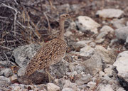 Die Rotschopftrappe (Eupodotis ruficrista) ist gut an den weissen V-förmigen Zeichnungsmustern im Gefieder erkenntlich. Den roten Schopf sieht man nur, wenn die Hähne beim Balzen ihre Kopf-, Hals- und Brustfedern spreizen.