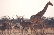 An der Wasserstelle Tsumcor herrschte frühmorgens ein reger Verkehr, wie üblich zu dieser Jahreszeit. Zu den drei Kudubullen und den schönen Zebras mit den weissen Beinen (Chapmans Zebras ?) gesellte sich auch eine Südafrikanische Giraffe.