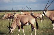 Der Südafrikanische Spiessbock unterscheidet sich vom Beisa Spiessbock (Oryx beisa), den wir in Kenia und Tansania gesehen haben, durch die deutlich schwarzen, breiten Markierungen an der Körperseite und den Beinen, wie auch den schwarzen Schwanz.