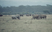 Weisse Nashörner sieht man relativ häufig in kleinen Gruppen (Lake Nakuru NP)