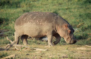 Flusspferd mit auffallend rissiger Haut (Austrocknung ?) (Amboseli)