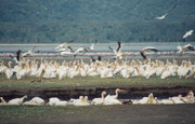 Im Vordergrund sieht man eine Gruppe von Rosapelikanen beim gemeinsamen Fischfang. (Lake Nakuru NP)