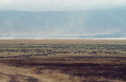 Etwa 600 m unterhalb des Kraterrandes liegt die 269 km2 grosse Kraterpfanne. Der Park ist eine UNESCO World Heritage Site. In dieser Kraterpfanne leben etwa 25‘000 Grosstiere. Weil Teile der Vegetation abgebrannt sind, wächst neues. zartes. grünes Gras.