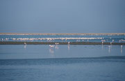 Die Lagune bietet bis zu 160‘000 Vögeln Schutz und für über 200‘000 Seeschwalben Nahrung bei ihren Zügen von und zu antarktischen Regionen. Zudem ernährt die Lagune über 80% aller Flamingos im südlichen Afrika: Rosaflamingos und Zwergflamingos.