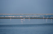 Die Lagune bietet bis zu 160‘000 Vögeln Schutz und für über 200‘000 Seeschwalben Nahrung bei ihren Zügen von und zu antarktischen Regionen. Zudem ernährt die Lagune über 80% aller Flamingos im südlichen Afrika: Rosaflamingos und Zwergflamingos.