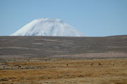 Wir nähern uns einer Höhe von 4000m. In dieser Höhe gibt es keine Guanacos mehr, nur noch Vicunjas. Im Hintergrund erscheint der mächtige Gipfel des Vulkans Parinacota (6342 m).