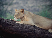 Nicht weit von unserem Camp machte diese Löwin eine kleine Ruhepause am Abend, bevor es wieder auf die Jagd ging (Samburu)