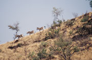 Das Bergzebra, die kleinste der drei Arten, existiert in zwei Unterarten, in gebirgigen Hochebenen bis zu 2000 m: Das Kap-Bergzebra, (Equus zebra zebra), im südafrikanischen Kapland und das Hartmannzebra (Equus zebra hartmannae) in Namibia.