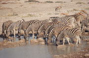 Zebras (hier Burchells Zebras) so zu fotografieren ist eine kleine Geduldsprobe: Immer wieder erschrecken einzelne Tiere wegen irgend einer Kleinigkeit und springen blitzartig von der Wasserstelle weg, dabei die anderen mitreissend (Wasserstelle Salvadora