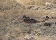 Kaptriel (Burhinus capensis). Vermutlich die Unterart B. c. damarensis. Er ist vor allem in der Dämmerung und der Nacht aktiv (grosse Augen !) und ruht während des Tages normalerweise im dichten Gebüsch. 