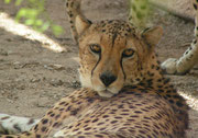 Somalischer Gepard (Acinonyx jubatus soemmeringi) im Al Wabra Wildlife Preservation Center