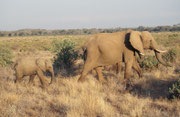 Auf dem Bild sind drei Elefanten ! Eine Mutter mit ihrem Jungen und eventuell einem älteren Jungen (Samburu)