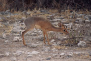Vom Fort Namutoni aus gegen Süden fährt man auf dem „Dik-Dik Drive“. Mit grösster Wahrscheinlichkeit kann man denn dort das Kirks Dik-Dik (Madoque kirkii), eine winzige Antilope entdecken (Schulterhöhe 30 - 40 cm; Neugeborene wiegen 500 - 800g).