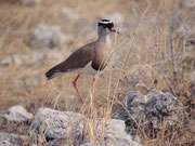 Auch den Kronenkiebitz (Vanellus coronatus) trifft man häufig an. Mit seinem schrillen und aufgeregten Ruf ist er kaum zu überhören. Kronenkiebitze ernähren sich von Insekten und deren Larven (Termiten, Käfern, Grashüpfern, Grillen und Ameisen).