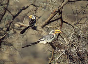 Östlicher Gelbschnabeltocko (Tockus flavirostris) (Samburu)