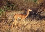 Giraffengazelle oder Gerenuk (Litocranius walleri), männliches Tier (Samburu)