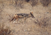 Wunderschöner Schabrackenschakal (Canis mesomelas). Seine Nahrung ist sehr vielseitig: Über 50 % besteht sie aus grossen Insekten wie Heuschrecken und Käfern, umfasst aber auch Mäuse, Vogeleier, Eidechsen, Aas und gelegentlich pflanzliche Nahrung.