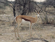Und auch dieser männliche Springbock (Antidorcas marsupialis) macht einen eher gut genährten Eindruck.