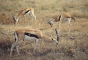 Thomson Gazellen (Eudorcas thomsonii) sind gekennzeichnet durch den schwarzen Streifen auf der Körperseite und die langen Hörner. Sie könnten mit dem Springbock verwechselt werden, aber die beiden Arten kommen nicht in den gleichen Gebieten vor.