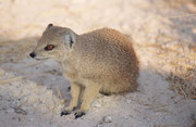 Fuchsmangusten (Cynictis penicillata) sieht man, wie hier bei der Wasserstelle Salvadora, auch am Tag, aber effektiv sind sie nachtaktiv. Ihre unterirdischen Bauen teilen sie oft mit Erdmännchen und Kap-Borstenhörnchen. Sie leben in kleinen Familiengruppe