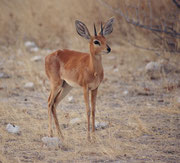 Das einzelgängerisch lebende Steinböckchen (Raphicerus campestris) ist eine Zwergantilope, die in den trockenen Savannen Ost- und Südafrikas verbreitet ist. Entgegen seinem Namen fehlt es in der Regel in bergigen und felsigen Bereichen, wie auch Wäldern.