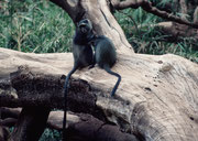 Diademmeerkatzen (Cercopthecus mitis). Eine Begegnung mit ihnen ist nicht selbstverständlich (Lake Manyara NP)