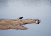 Auch die Nilkrokodile (Crocodylus niloticus) lagen frühmorgens auf den Sandbänken in den wärmenden Strahlen der Morgensonne, um vorerst einmal auf Betriebstemperatur zu kommen (die Temperatur beträgt im Juni und Juli frühmorgens bloss ca. 9 Grad).