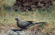 Im Innenhof des Forts sieht und vor allem hört man auch den Graulärmvogel (Corythaixoides concolor), den „Go away-Bird“, der seinen Namen wahrlich zu Recht trägt, reicht doch sein Geschrei frühmorgens, um ein Weiterschlafen unmöglich zu machen.