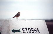 Die Rotnackenlerche (Mirafra africana) weist den Weg. Im Februar 2004 waren wir zum zweiten Mal im Etosha NP und zwar im namibischen Herbst, während wir den Park im Jahre 2000 im Juli, also im namibischen Winter und bei Trockenheit besucht hatten. 