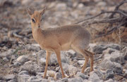 Ein Kirk-Dikdik Böckchen (Madoqua kirkii). Im Gegensatz zu anderen Antilopen leben Dikdiks in Paaren, die ein Leben lang zusammenbleiben. Der Name stammt von ihrem Alarmruf, der wie „dik-dik“ tönt und auch andere Tiere warnen kann.
