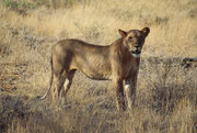 Nachdem wir die Tiere fast zwei Stunden lang hatten beobachten können, zogen sie sich etwas zurück (Samburu)