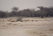 Und am dritten Tag waren die Löwen verschwunden. Dafür hatten die Schabrackenschakale (Canis mesomelas) vom Kadaver Besitz ergriffen. Wir zählten bis zu 20 Tiere aufs Mal, welche sich über die Reste der Giraffe hermachten.