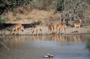 Üblicherweise trifft man Impalas als Junggesellengruppen oder als Weibchenherden, die von einem Männchen „beansprucht“ werden.. Hier sind es ausnahmsweise zwei Männchen. Im Vordergrund befinden sich drei Wasserschildkröten.