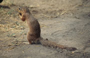 Bei diesem Tierchen handelt es sich sehr wahrscheinlich um ein Schlichtborstenhörnchen (Xerus rutilus). Diese Tiere leben in kleinen sozialen Gruppen. Sie sind tagaktiv und verbringen die Nacht meist in ihren schützenden unterirdischen Bauten. (Amboseli)