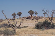 Einige schöne Köcherbäume (Aloe dichotoma). Der Name leitet sich vom griechischen Wort dichotomos (geteilt) ab und verweist auf die zweigabligen Äste. „Köcherbäume“ heissen sie, weil die San hohle, trockene Äste als Köcher für ihre Pfeile gebraucht haben.