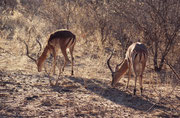 2 mal täglich werden Fahrten aufs Waterberg-Plateau angeboten. Der Park widmet sich primär dem Schutz rar gewordener Tierarten. Das Wild ist relativ scheu und nur aus einiger Entfernung zu beobachten, wie diese zwei Impalaböcke (Aepyceros melampus).
