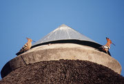 Zu den diversen Vögeln, die uns im Aventura Tshipise einen Besuch abstatteten gehörten auch hie und da Wiedehopfe (Upupa epops, ev. Upupa e. africana), die sehr zutraulich auf dem Dach unserer Rundhütte herumspazierten und dort nach Insekten suchten.