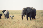 Heute sieht man in der Serengeti auch vermehrt wieder Jungtiere und kleine Kälber, wie dieses kleine Kerlchen, welches unternehmungslustig seine grossen Ohren abspreitzt. Na ja, bei diesem Schutz durch den grossen Bullen lässt sich einfacher frech sein.