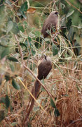 Braunflügel-Mausvögel (Colius striatus) am Ufer des Letaba Rivers beim gleichnamigen Camp („Letaba“). Ihren Namen verdanken sie, weil sie, wie Mäuse, gesellig leben, der grauen Gefiederfarbe und der Eigenart, durch das Gebüsch zu huschen und zu klettern.