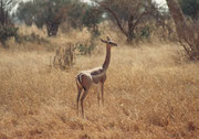 Gerenuk oder Giraffengazelle (Weibchen, Tsavo East)