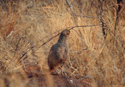 Hier dürfte es sich um ein weibliches Rotschnabelfrankolin (Pternistis adspersus) handeln .Es frisst grüne Pflanzenteile, Beeren und Knospen, aber auch Termiten, Käfer und Heuschrecken (Etosha NP).