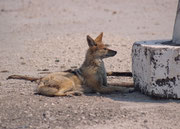 Auch dieser Schabrackenschakal (Canis mesomelas) profitierte vom Schatten, den ein Wegweiser in der Hitze des Morgens auf die Strasse zur Wasserstelle „Andoni“ warf und machte eine kleine Ruhepause.