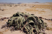 In der Welwitschia Ebene, wachsen, über eine grosse Fläche verstreut, ca. 6000 Welwitschias (Welwitschia mirabilis). Die Pflanze kommt nur in der Namibwüste in Namibia und Angola vor und ist auf dem Wappen Namibias abgebildet 