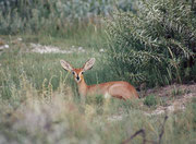 Steinböckchen, „Steenbok“ (Raphicerus campestris), eine Zwergantilope mit ca. 50 cm Schulterhöhe. Sie kommt übrigens nicht in bergigen und felsigen Bereichen vor. Das Männchen hat kleine, spitze Hörnchen. Dies hier ist also ein Weibchen.