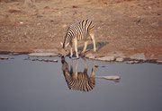 Und frühmorgens sind an der Wasserstelle in Halali auch schon wieder die ersten Gäste da...Hier wiederum ein Burchell-Zebra (E. q. burchellii) mit seinen fast weissen Beinen und den braunen Zwischenstreifen.