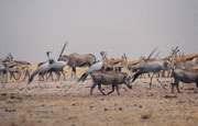 Nur wenige Augenblicke später verändert sich das Bild und zu den Südafrikanischen Oryx, Springböcken, Streifengnus und Paradieskranichen gesellen sich nun auch noch ein paar Warzenschweine (Phacochoerus africanus).