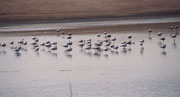 30 km südlich von Swakopmund liegt die drittgrösste Stadt Namibias, Walvis Bay (67‘000 Einwohner). Wir interessierten uns speziell für die Lagune im S der Stadt, ein international bekanntes Vogelschutzgebiet. Im Bild Rosaflamingo. (Phoenicopterus roseus).