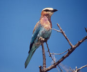 Gabelschwanzracke (Coracia caudata). Offenbar sind die charakteristischen zwei Schwanzfedern, die den Vogel den Namen geben, bei diesem Tier  im Zusammenhang mit der Mauser vorübergehend ausgefallen. Diese Vogelart ist ein Höhlenbrüter.