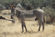 Im Norden Kenias findet man die wunderschönen Grevy-Zebras (Equus grevyi) mit den grossen Ohren und dem feinen Streifenmuster. Hier eine Stute(Samburu)